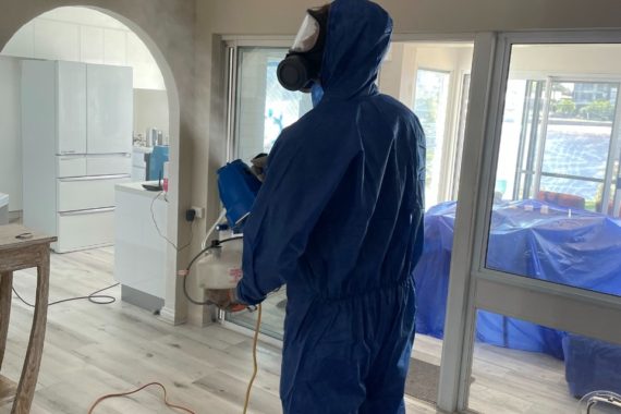 Quisque id maximus leo